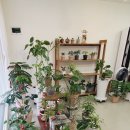 온아로화