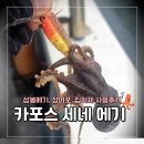 워킹포드림 | [봄쭈꾸미 낚시] 카포스 세네 삼봉에기 + 장어포 + 집어제 사용 출조후기