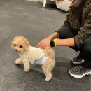 프랑소와펫 아카데미 이미지