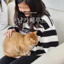 냥카페,루브 이미지