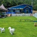 코코블리 애견운동장 이미지