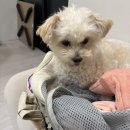 라니네 애견샵 | [치앙마이(애견동반)] 반려견과 함께 마사지 가능한 마사지샵 모음🌷후기 및 추천 (with 임산부💞)