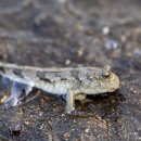 남도갯뻘 이미지