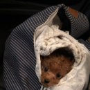 당찬우리동물병원 이미지