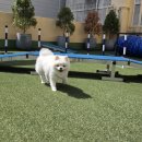 미래펫미용 이미지