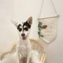 몽크닉 | 양산 애견미용 믿고 맡길 수 있는 곳 찾았어요!