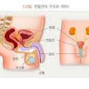 &#39;전립선 비대증&#39;에 좋은 음식 11가지 이미지