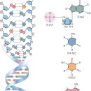 디옥시리보핵산(DNA) 이미지