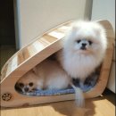 강아지집 이미지