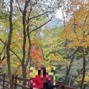 산소카페 청송정원 매표소 근처 | 가을 단풍 명소 청송 주왕산 11월 2일 방문 후기/ 단풍 실시간 /주왕산 주차/산소카페 청송정원 꽃