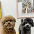 마이댕 이미지