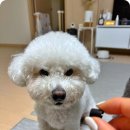 꼬리치는강아지 | 강아지 눈물영양제 비교하다 정착한 후기