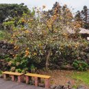 하귤민박 이미지