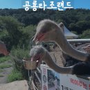 청포목장 | 고성 타조랜드 경남 아이와 가볼만한 곳 이용후기