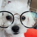 다인안경원 이미지