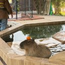 제주의 이유 | [제주신화월드 서머셋] 성화정 조식 후기 (수영장 안 간 이유)