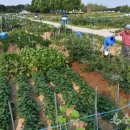 김우영 농장 이미지