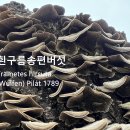 흰구름송편버섯 이미지