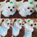 폼나"개" 이미지