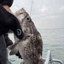 킹콩쭈꾸미 | 인천배낚시 추천 남항 유어선부두 킹콩낚시 우럭·쭈꾸미 체험 가격