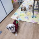 몽몽쓰 이미지