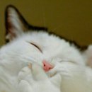 엄마반찬사주세요 이미지