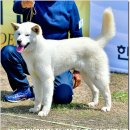 수컷 이미지