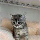 도레미캣 이미지