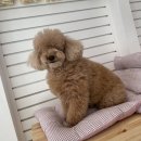 부티뽀샤 이미지