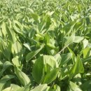 서림농장 이미지