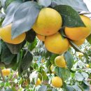 현이네농장 이미지