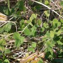 황금들녁 이미지