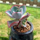 화이트로즈