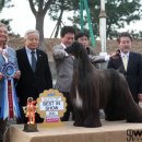 2011 Gyeonggi-do KKF/FCI International Dog Show 이미지