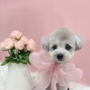 슈멍드아 이미지