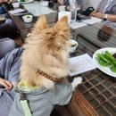 댕플 | 강아지 댕플스테이?! 미륵사 방문 후기 및 25년 일정