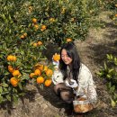 초록바람 | 서귀포 귤 따기 체험 초록하원 감귤 황금향 후기(올래시장 귤과 가격비교)