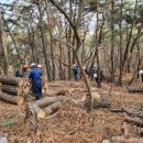 시청 소나무 이미지