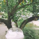 배꽃피는마을민박 | [안성 카페 추천] 배꽃길 61 소금 빵 990원 가성비- 안성 나들이 8탄