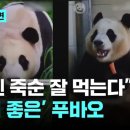 이젠 죽순 잘 먹는다 성격 좋은 푸바오 기사 이미지