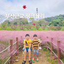 악양생태공원 | 함안 악양생태공원 핑크뮬리 악양뚝방길 코스모스 가을 여행