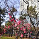 매화작은도서관 | 대구 중구 가볼만한곳 국채보상운동기념공원 봄꽃구경 매화명소