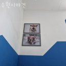 수원시바견 | 수원 매교동 강아지분양 수원시바견 업체 정보 후기