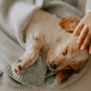 우리집강아지 애견미용 이미지