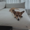 24시 고덕동물의료센터 이미지