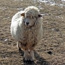 동진목장 이미지