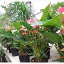 봄마중(2월에는) 이미지