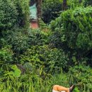 Maple Lodge 이미지