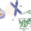 완전의식 - 영성의 발달로 단절된 DNA의 12가닥 재결합 / DNA와 플라즈마 육체 이미지