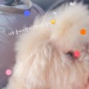 타요타요 펫택시 이미지